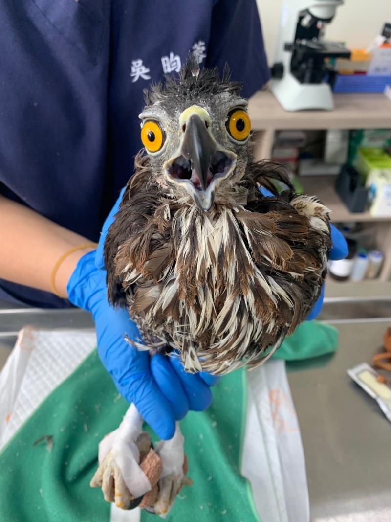 禿頭「鳳頭蒼鷹」生髮了! 今於臺東森林公園 分享生髮療程與野放見面會