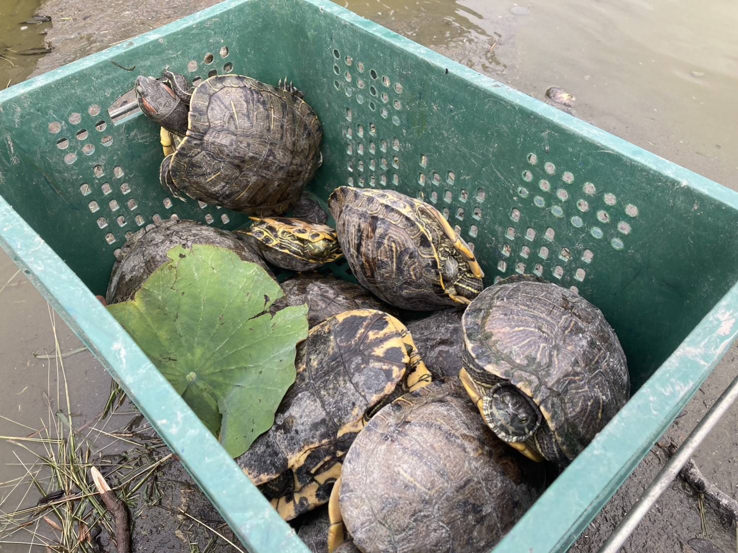 台東森林公園景觀改造工程 生態檢核保護本土原生動物物種
