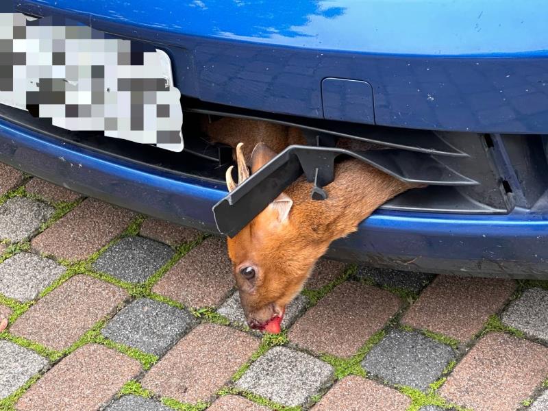  車頭卡了一隻山羌! 山羌撞入水箱保護罩 關警「搶救山羌大作戰」 