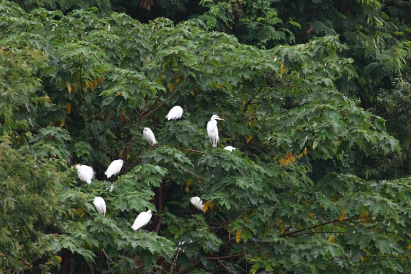 關山人工濕地小秘境　吸引北方嬌客「鷺鷥科鳥類」棲息 秋冬換裝白雪點點 