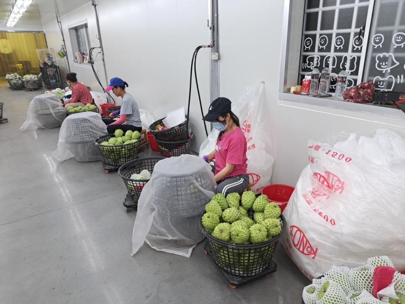 防二次污染確保清潔! 縣府攜手東大「鳳梨釋迦包裝廠評鑑」 饒慶鈴: 落實品管 維護果實品質