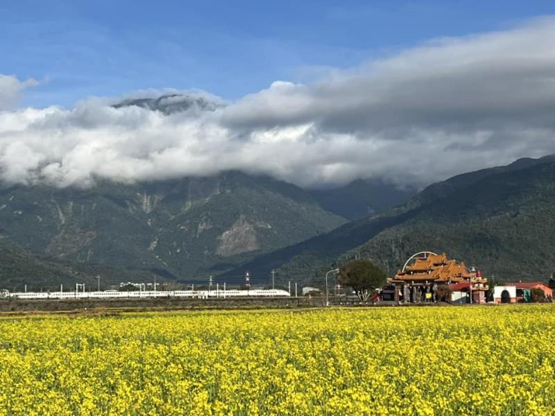 花東縱谷最大面積池上「伯公廟油菜花海 」春節綻放至大年初四
