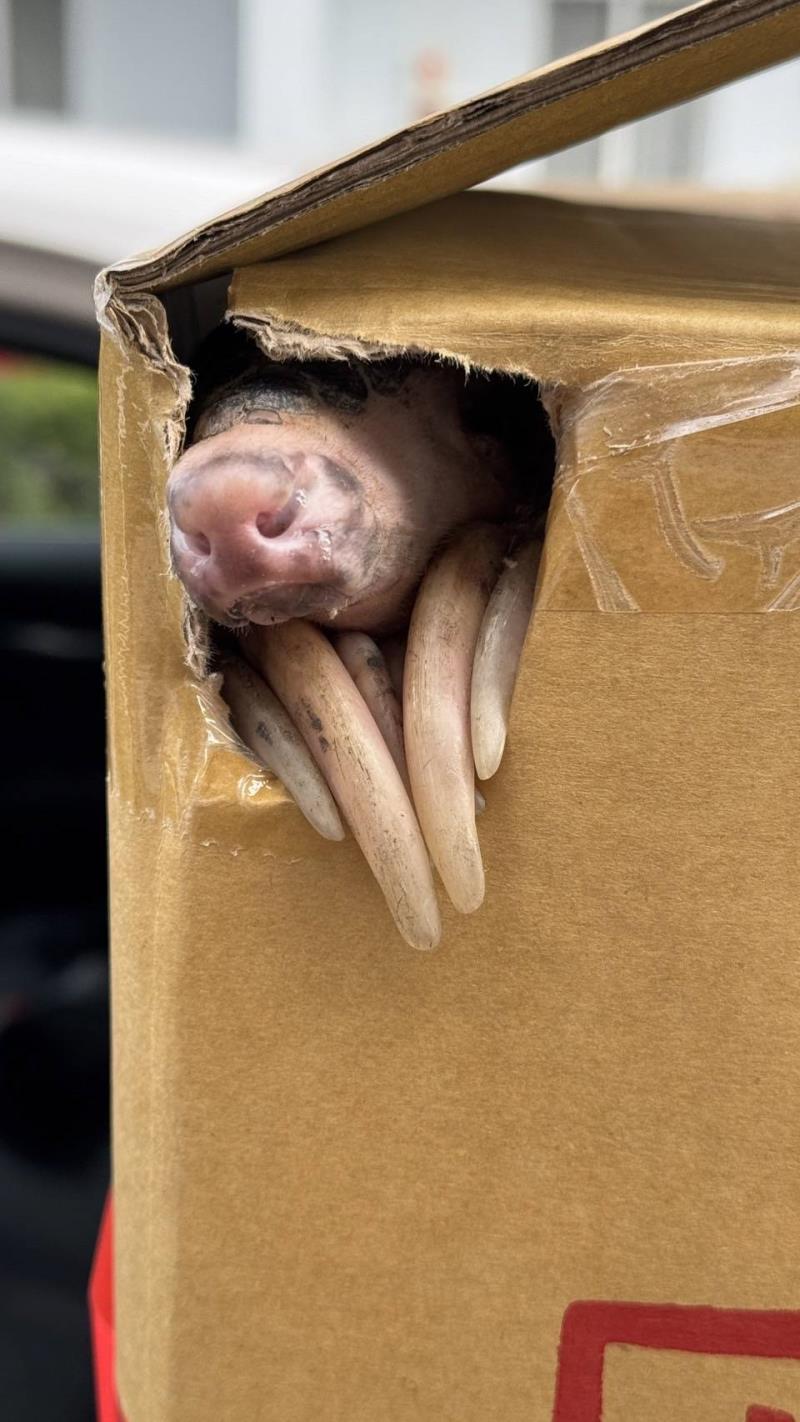 「穿山甲」夜訪超商! 店員熱情喊歡迎光臨 地上一團黑黑的東西