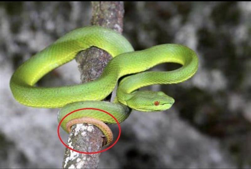 海端鄉某小學4年級男童 晨掃拿掃把「被青竹絲咬傷頭部」