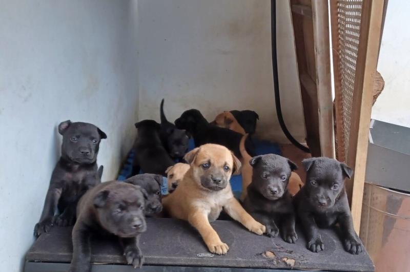 臺東縣犬貓絕育補助計畫開跑    縣府提供補助呼籲飼主把握機會