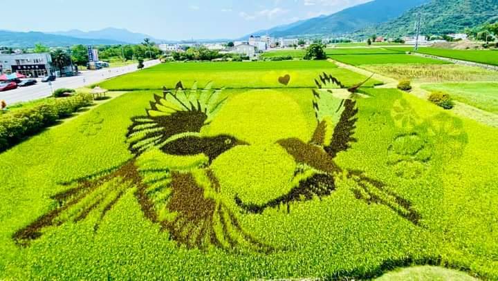 關農預計五月中收割彩繪稻田 邀請民眾蒞臨再與喜鵲相會