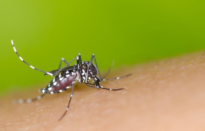 國內出現「2例日本腦炎」其中1例已死亡! 請民眾落實防蚊、按時攜幼兒接種疫苗