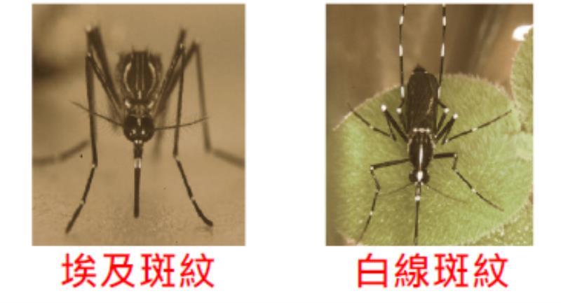 登革熱疫情嚴峻 應落實「巡倒清刷」