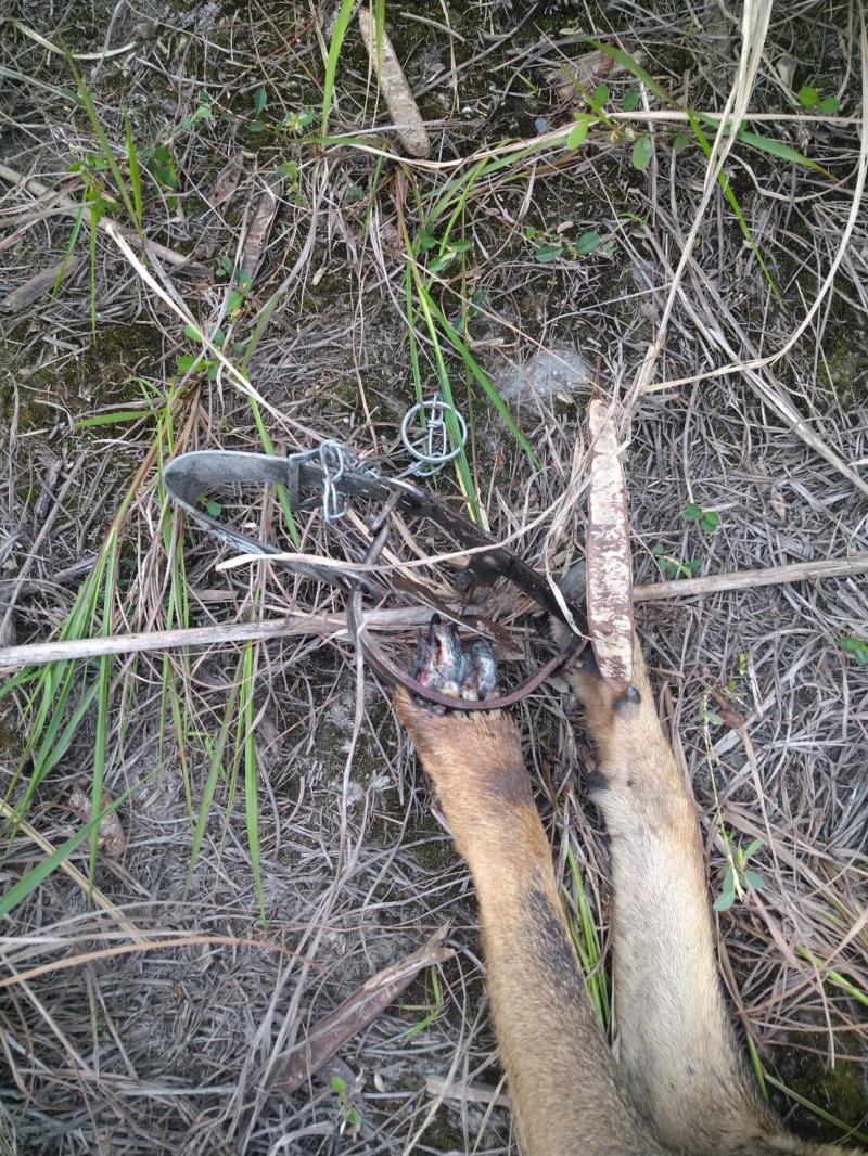 使用捕獸鋏、山豬吊最高處7萬5千元罰鍰