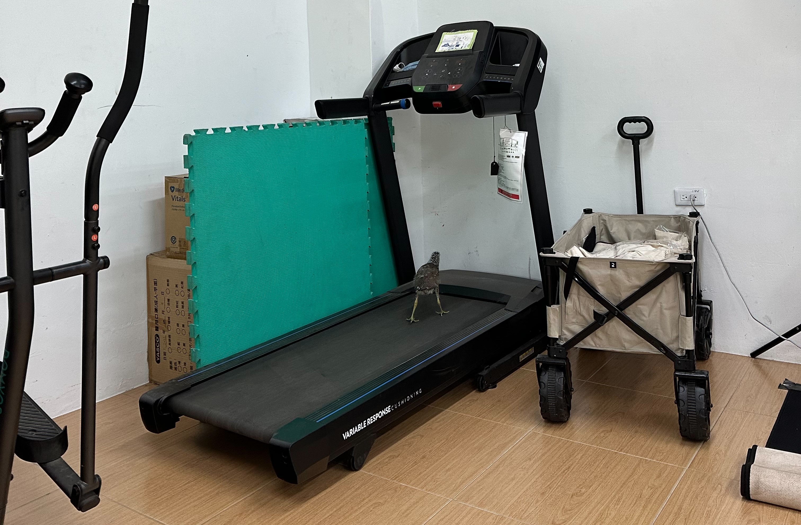 黑冠麻鷺玩跑步機「鍛鍊」　呆萌模樣超可愛