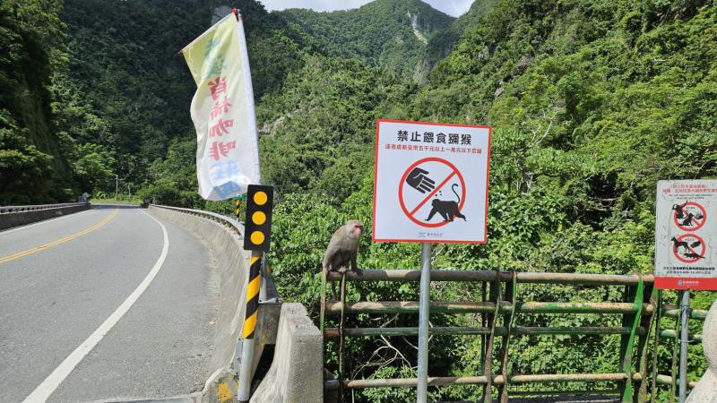 登仙橋「賞野生獼猴」有攻擊性! 警提醒避免太靠近逗弄、餵食
