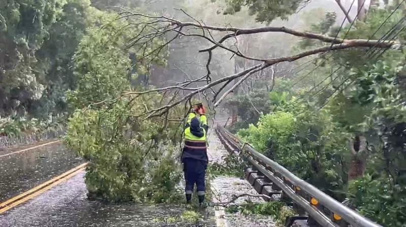 路樹開始倒塌了! 大武波麗士冒風雨 清除台9戊線斷落樹枝
