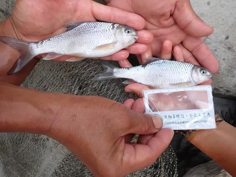 國家級濕地「新武呂溪」保育公開展覽 明將舉辦海端鄉說明會