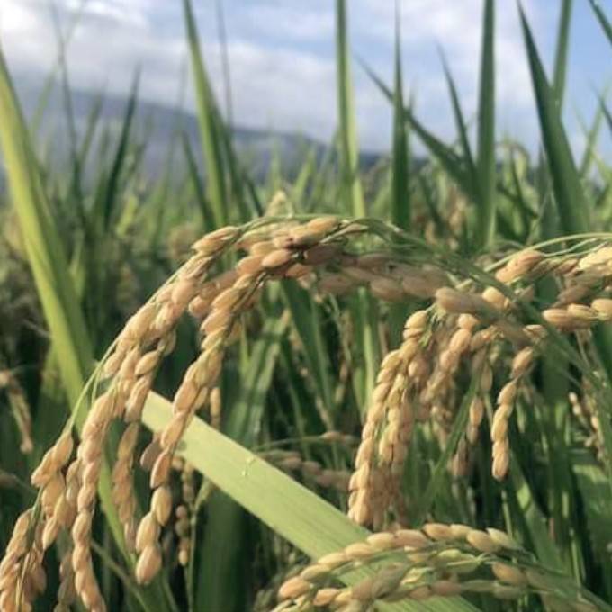 白米銷售市場疑「魚目混珠」，民代促訂「生態永續產品」相關條例