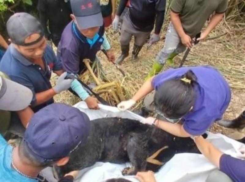 卑南首例黑熊救援失利，黑熊保育南進令人欣慰