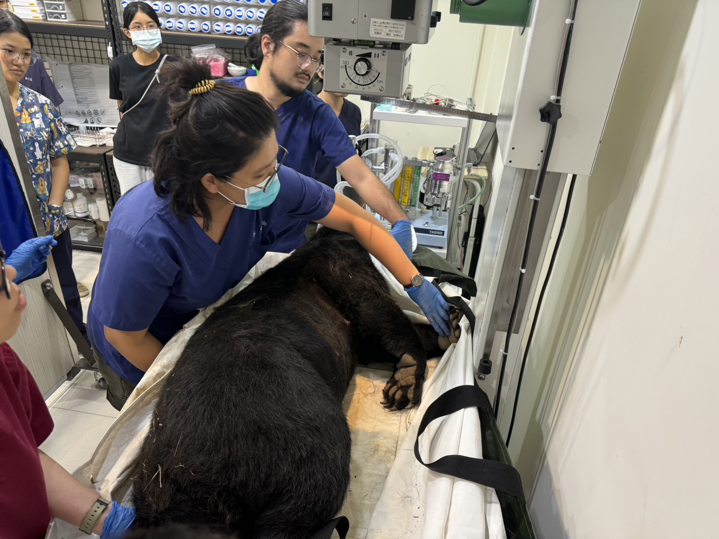 卑南首例黑熊受困通報惜未獲救　黑熊受困套索熱衰竭死亡