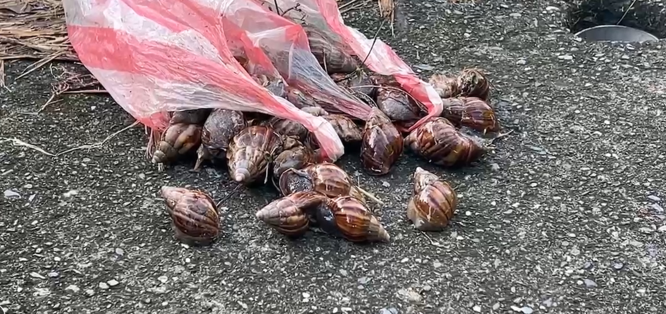 台東食物中毒  三死四命危