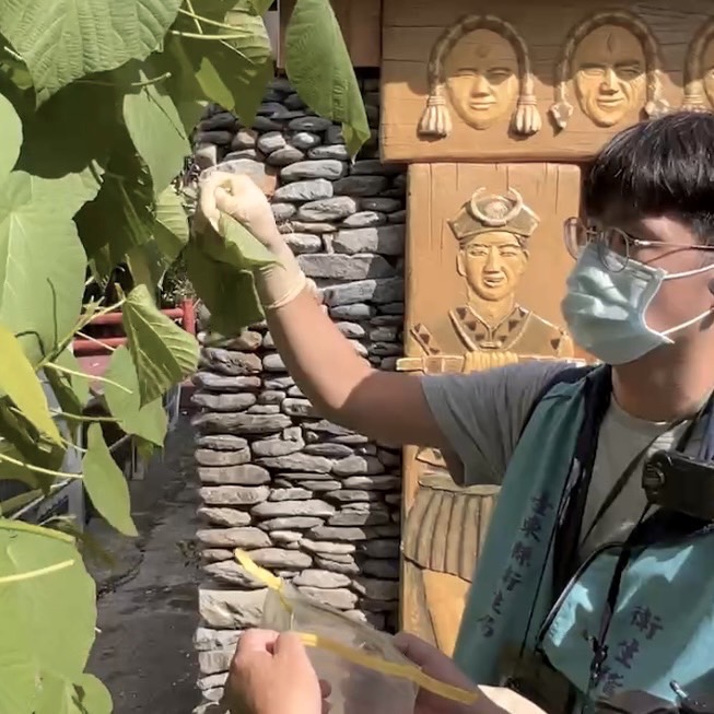 部落「小米粽中毒案」縣長饒慶鈴: 已成立調查小組 採集食材及周邊植物速件送驗