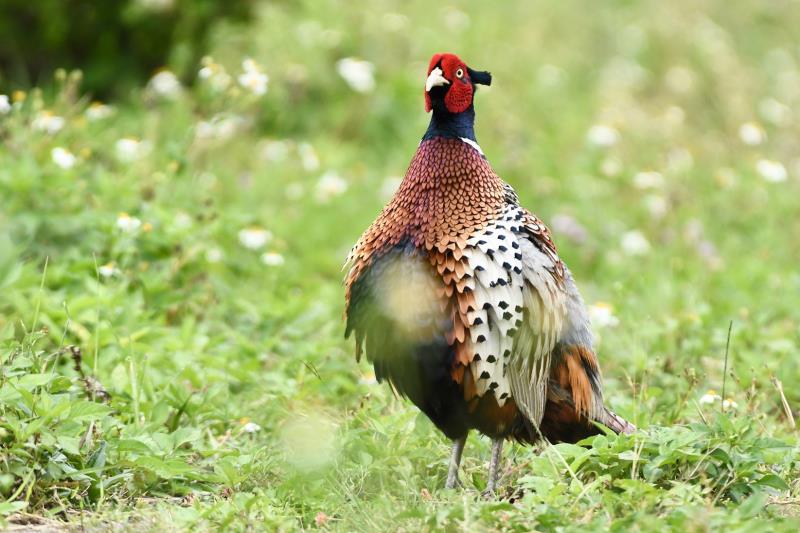 生態觀察新熱點! 太平溪濕地漫步趣「水鳥優游」物種多元豐富