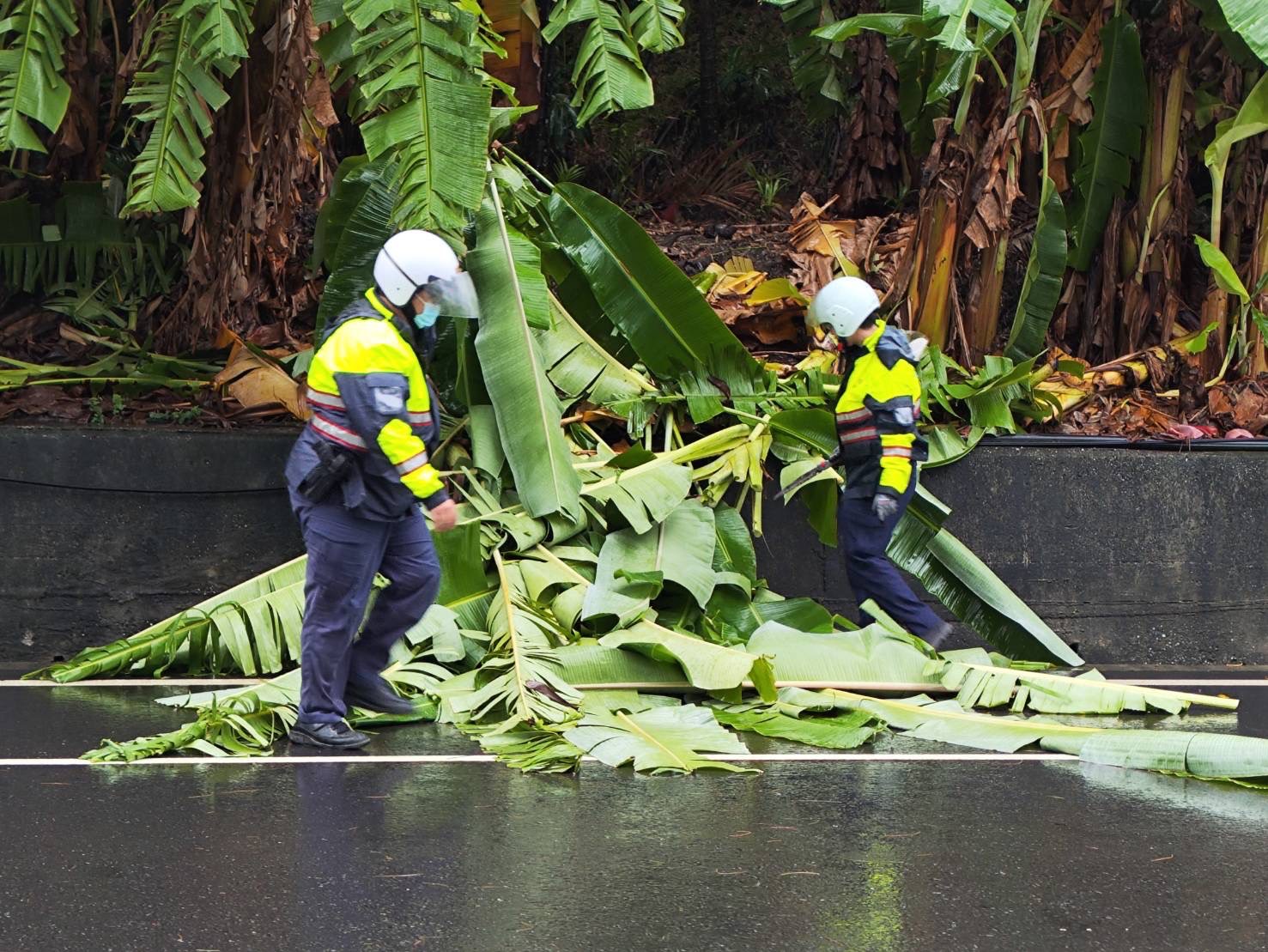 芭蕉樹遭強風吹斷　都蘭警察即時排除