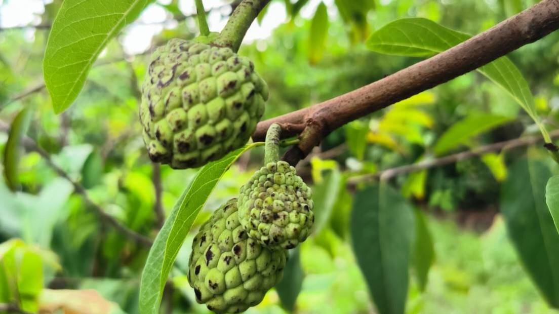 颱風山陀兒攪局    兩項農作物大傷