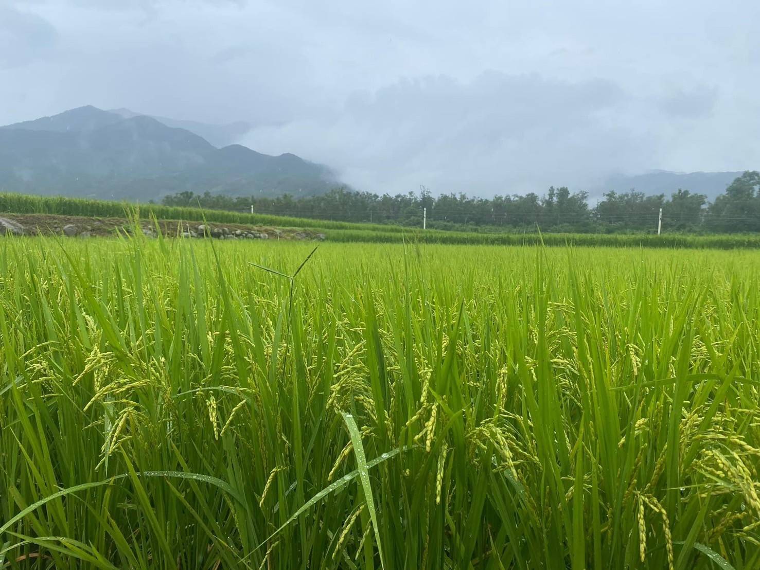 颱風農業災損約455萬 此項作物不列入「補助」