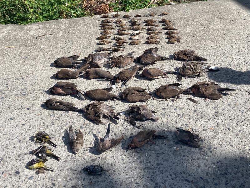 發現疑似「泡過農藥的穀物」後再傳毒鳥! 稻田區上百野鳥死亡 農業處: 人為最高5年有期徒刑