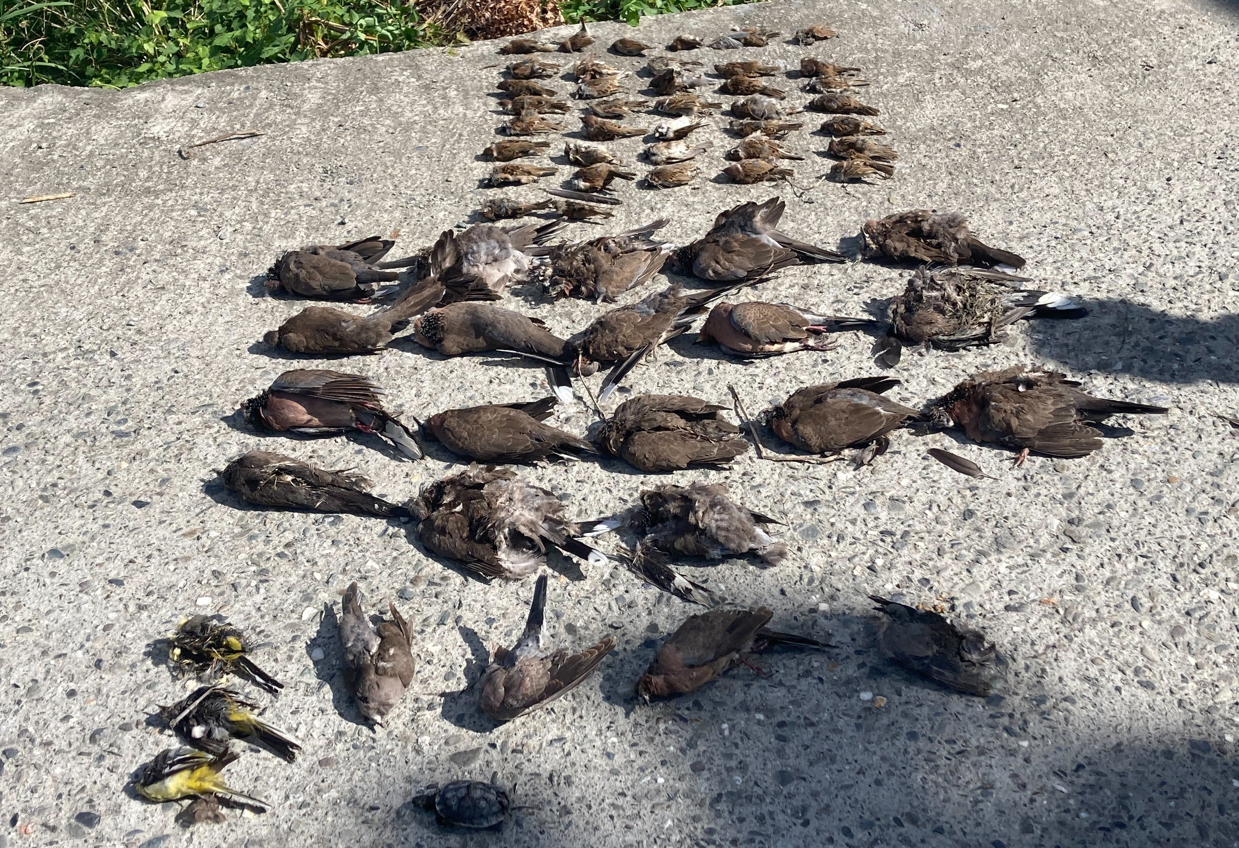 又見疑似毒鳥事件　近百隻野鳥喪命