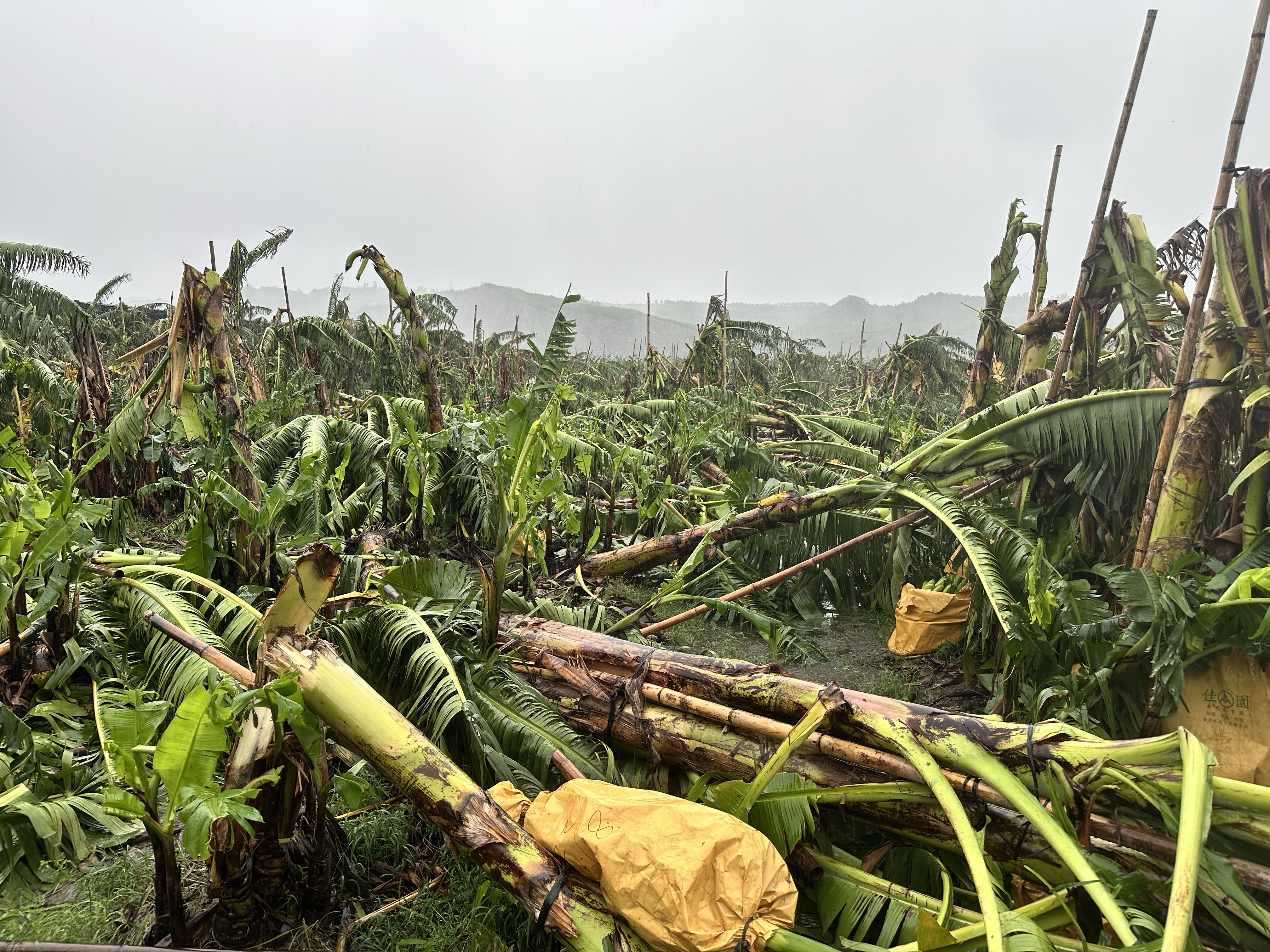 上千顆香蕉攔腰折斷   農民欲哭無淚