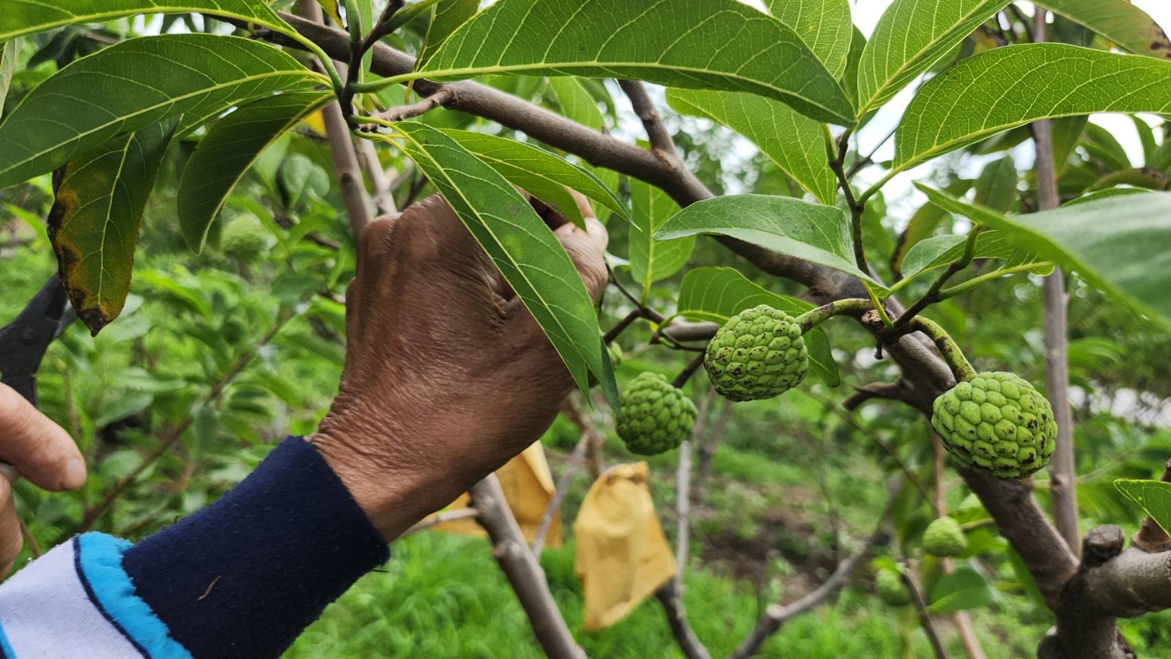 強颱康芮強襲台東農損嚴重 立委莊瑞雄籲比照山陀兒免勘災救助！