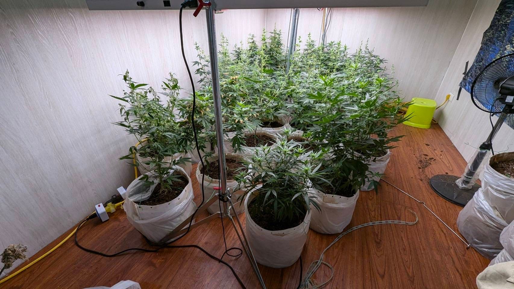 離島藏毒！    警越海查獲大麻栽種場