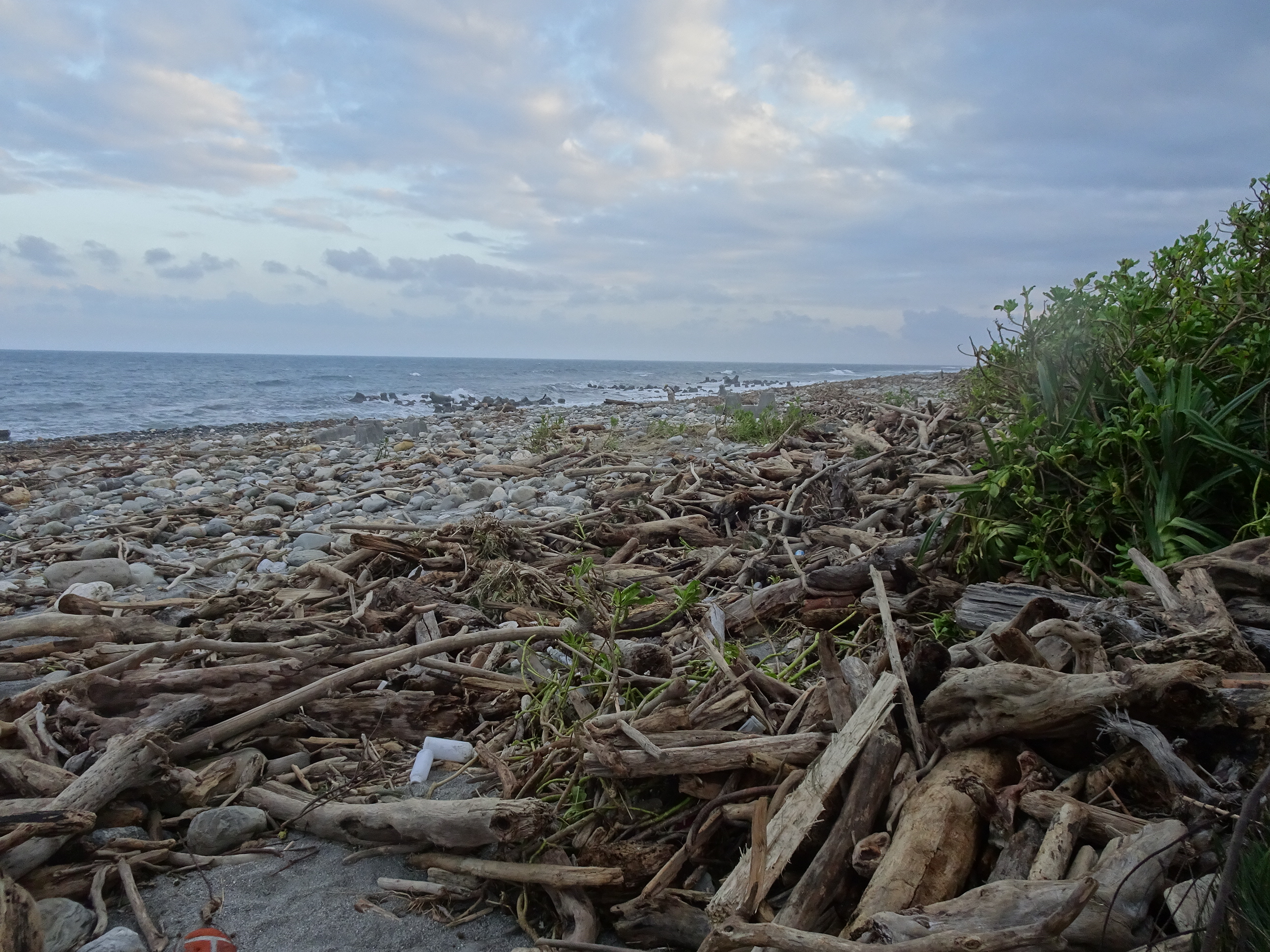今日起林保署臺東分署 開放所轄海岸保安林「滯留漂流木」自由撿拾