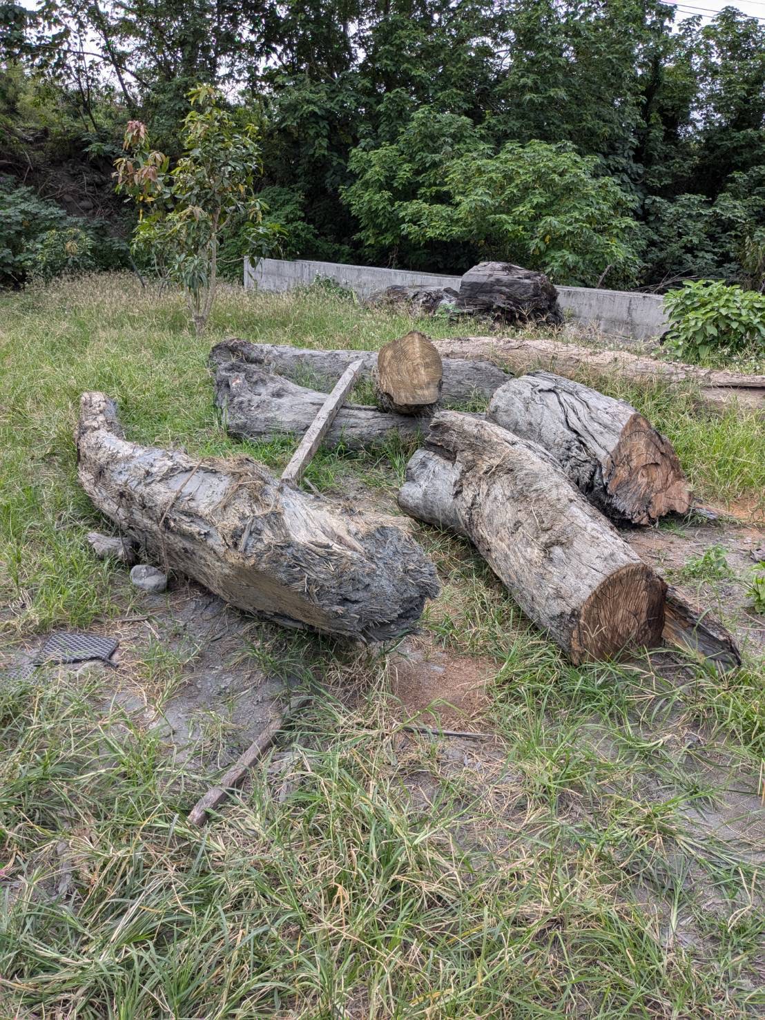 通緝犯躲民宅    私藏放國有貴重牛樟、紅檜木