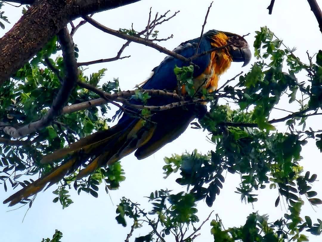 鳥兒迷途不怕！警所長「循聲尋鳥」助鸚鵡回家，冬至團圓添溫情