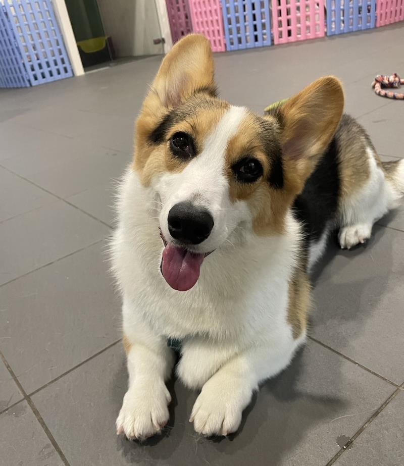 臺東縣114年度犬貓絕育補助元旦起跑，助力毛孩健康與流浪動物減量