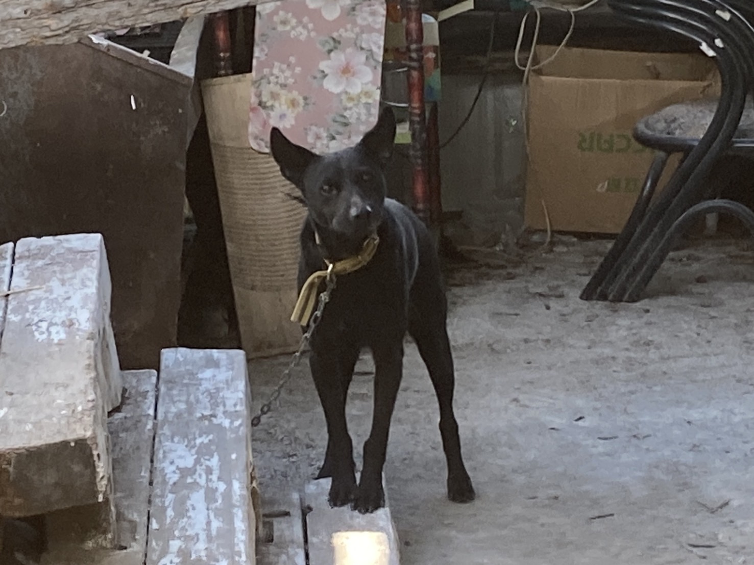 南橫霧鹿村犬隻疑似不當飼養 動防所介入查處並開罰！