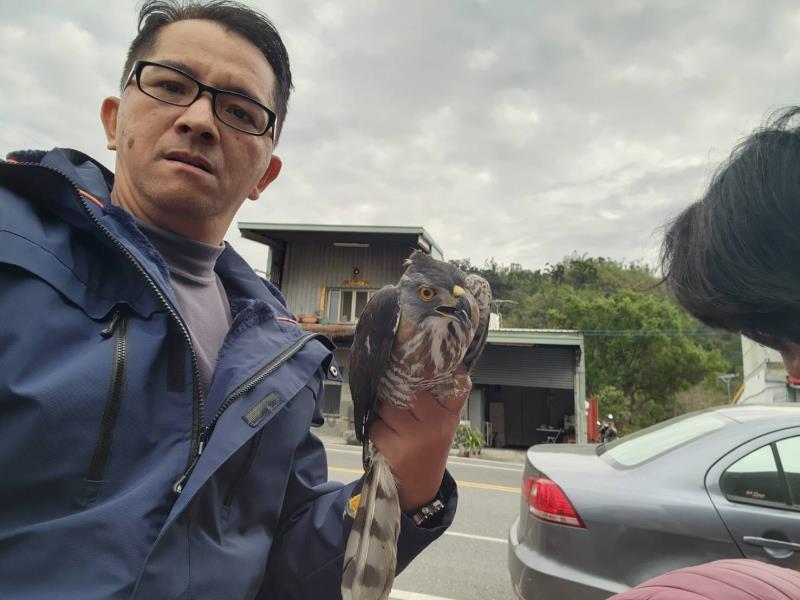 松雀鷹腳傷落難摔落 休假警長即刻救援