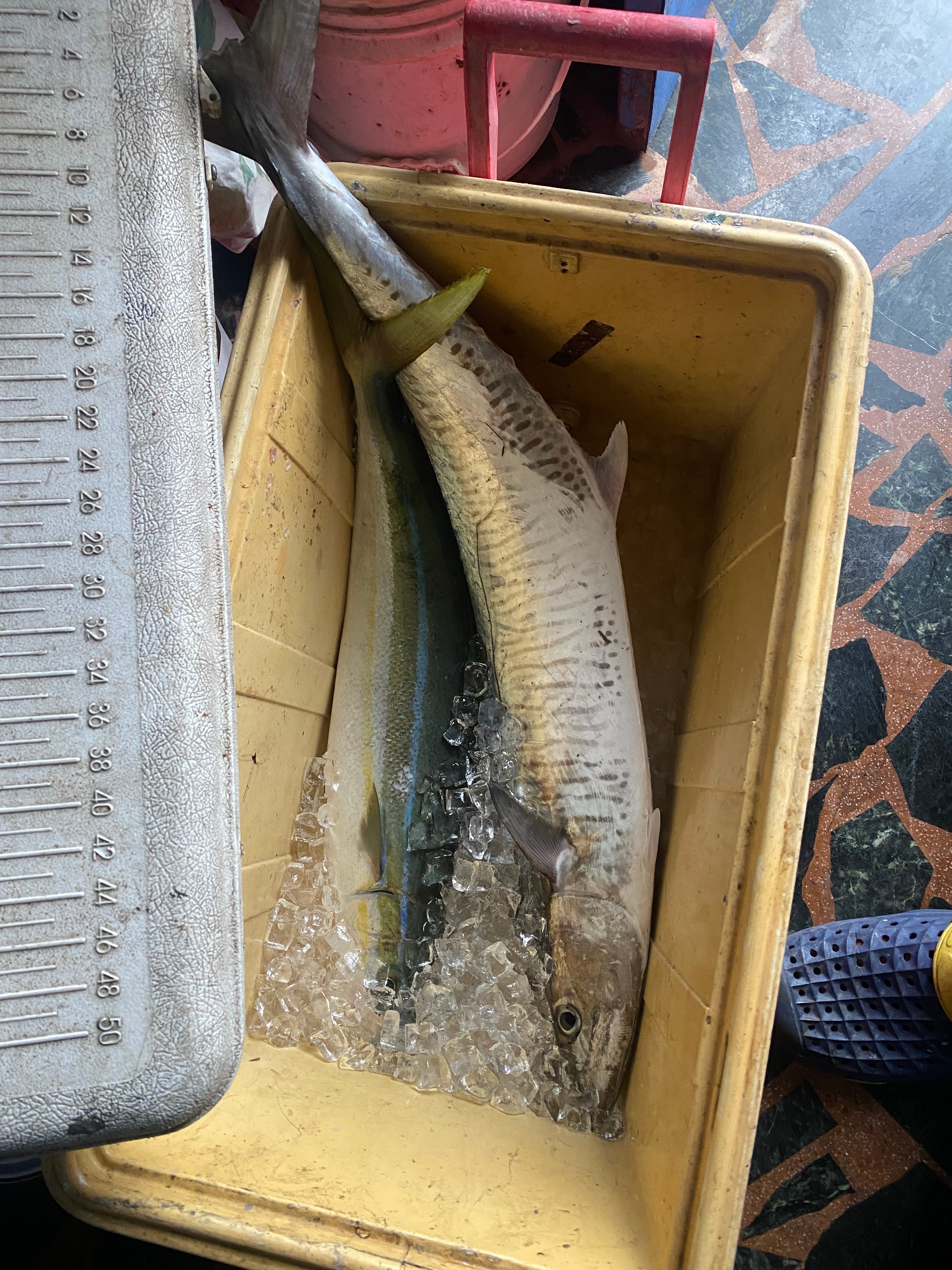 東部海域土魠魚大爆發！釣客樂翻天，鐵板釣法頻傳捷報