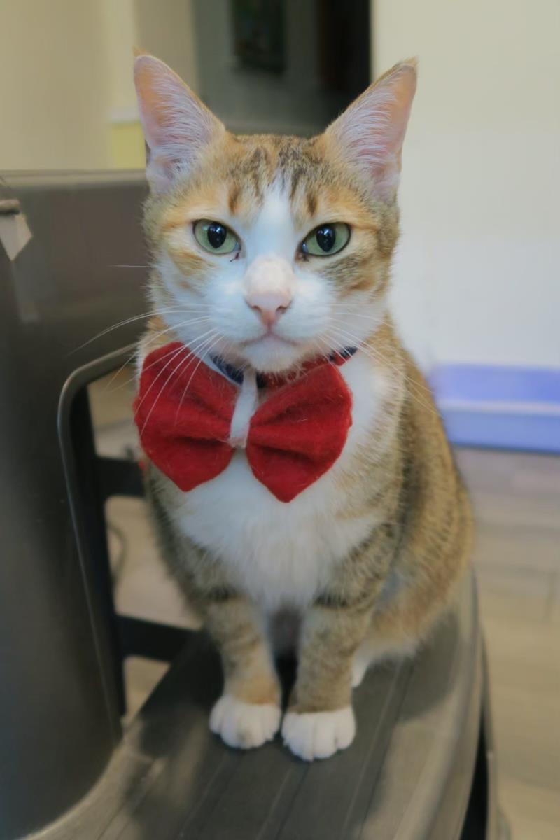 臺東縣114年度犬貓絕育補助計畫元旦啟動，飼主速速申請！