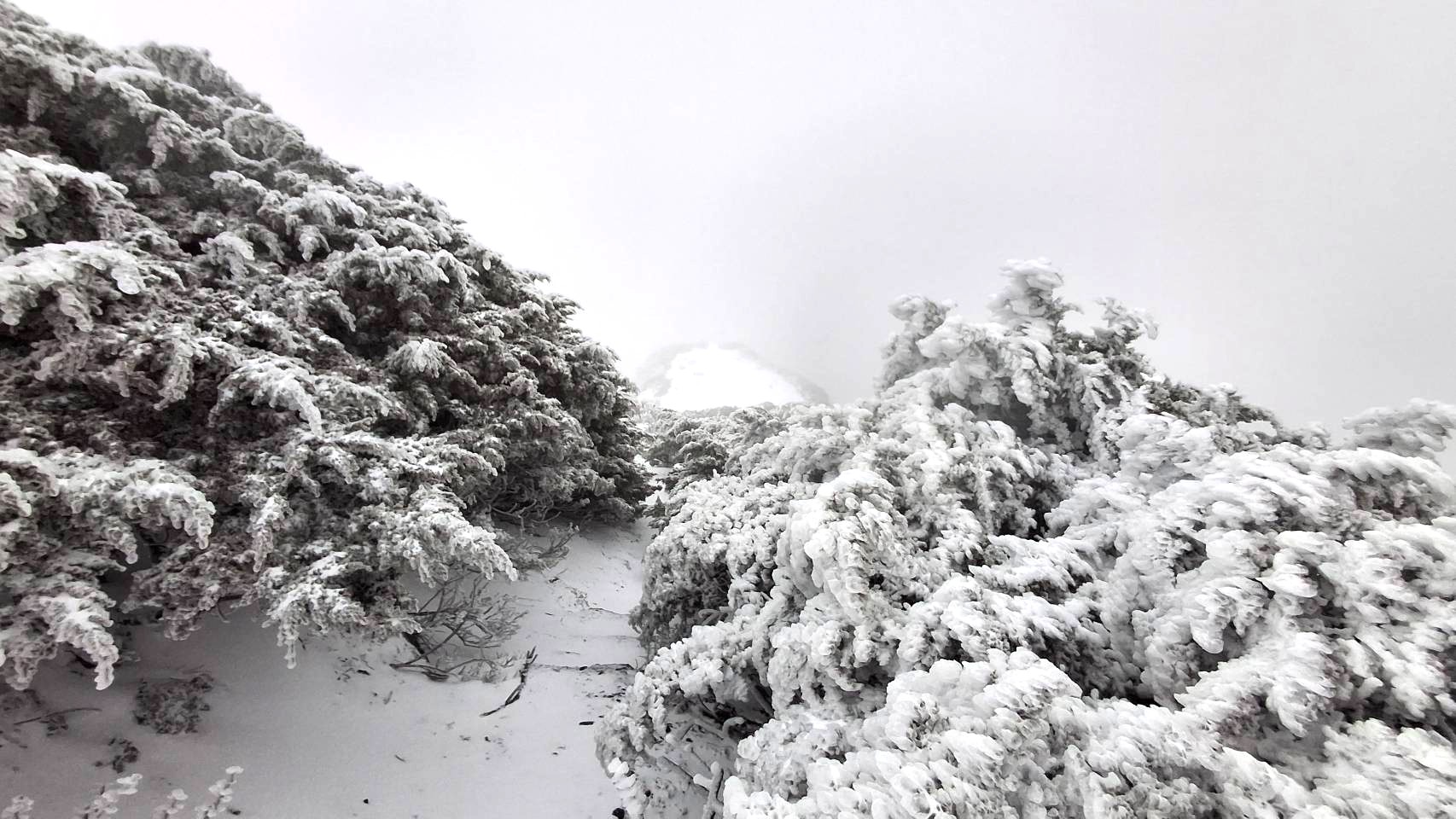 寒流襲台冷支支! 玉山、合歡山下起罕見三月雪