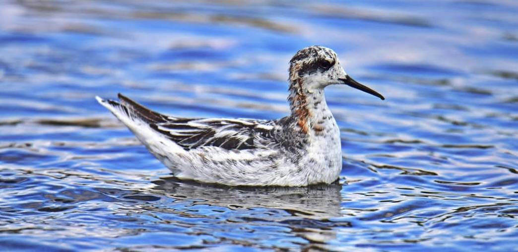 紅領瓣足鷸現身台東太平溪口越冬 野狗與垃圾問題待解