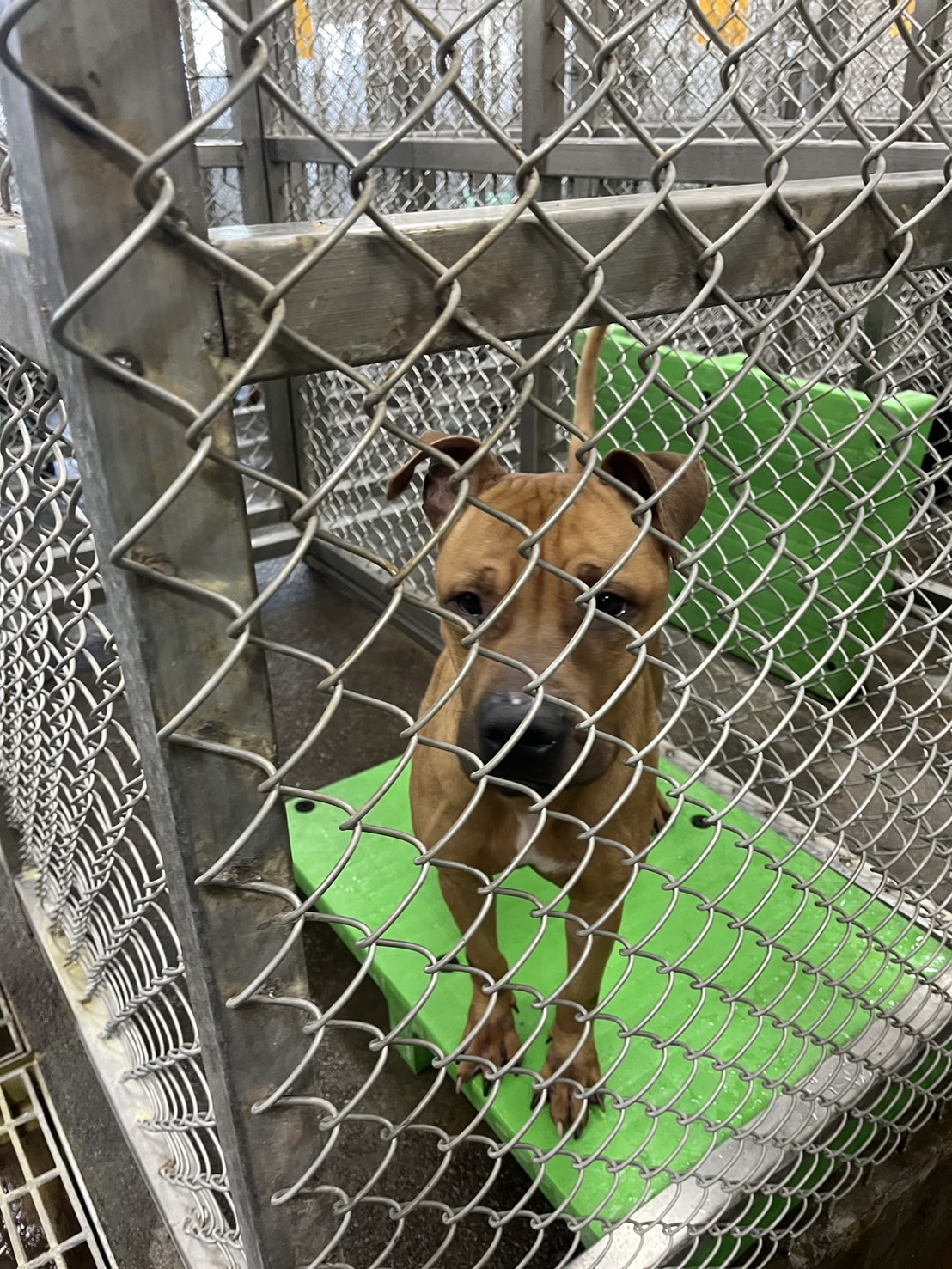 比特犬未依規定登記備查並絕育，將依動物保護法開罰並沒入犬隻