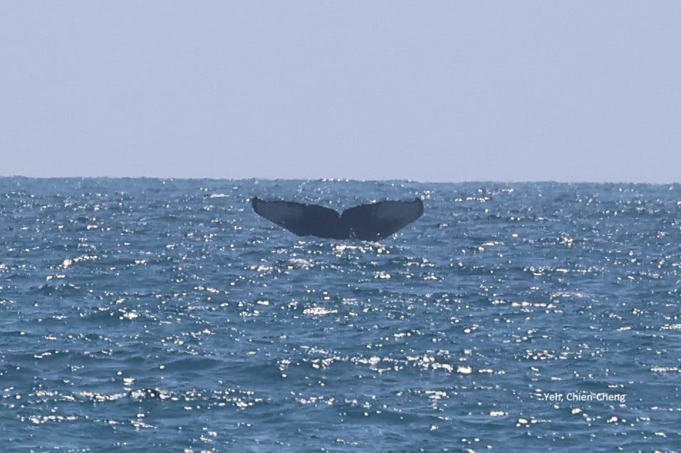 若看見「大翅鯨」請立即撥打回報專線 協助完成與海洋間和諧小拼圖