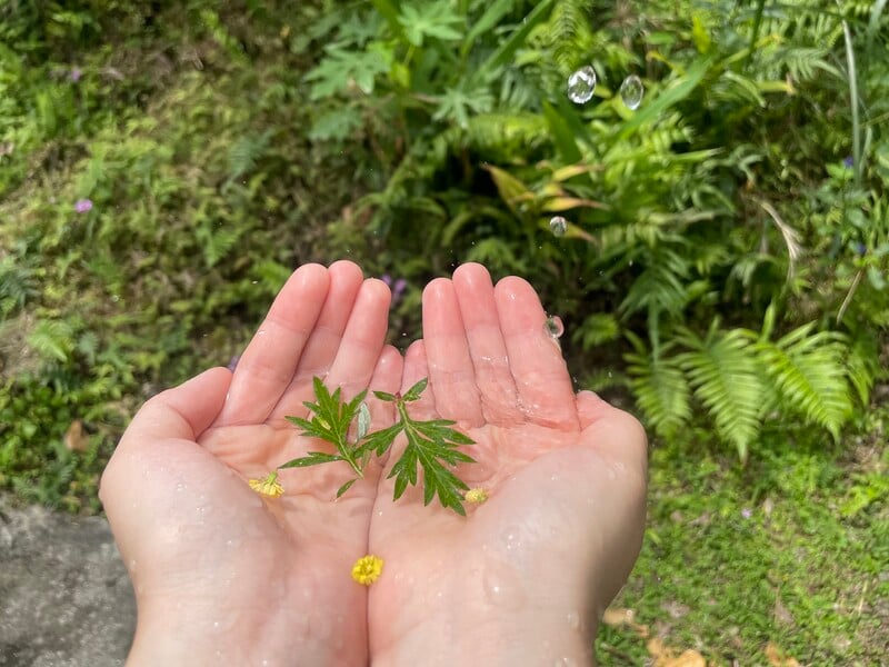 首屆「植物診療師」考試8月舉行 5/13~22日受理報名