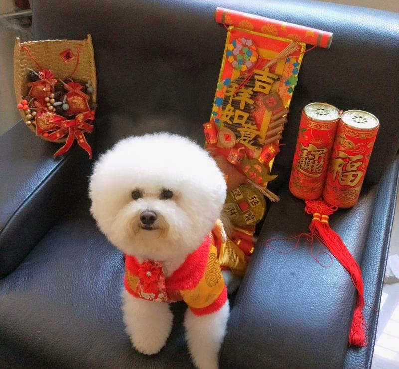 今天公告了! 行政院通過「犬、貓美容服務定型化契約」規範 不改正最高罰50萬