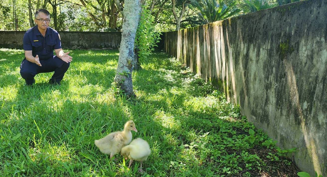 利稻警光山莊翻新啟用運營，「黃色小鵝」成吸引房客新亮點