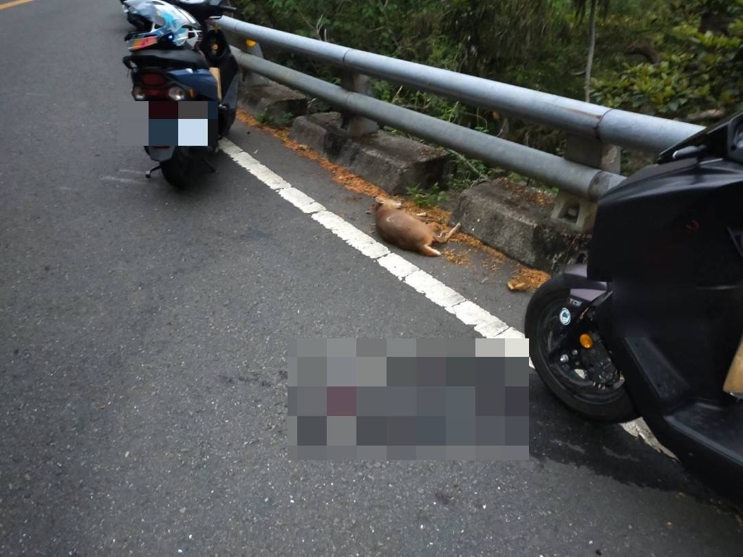 山羌衝出路面 大武機車騎士閃避不及摔車受傷