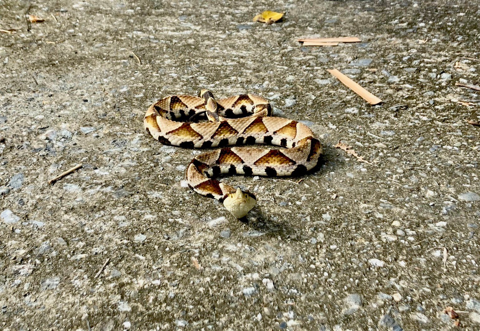 蛇出沒旺季來臨! 縣府籲民眾提高警覺、避免驚擾毒蛇