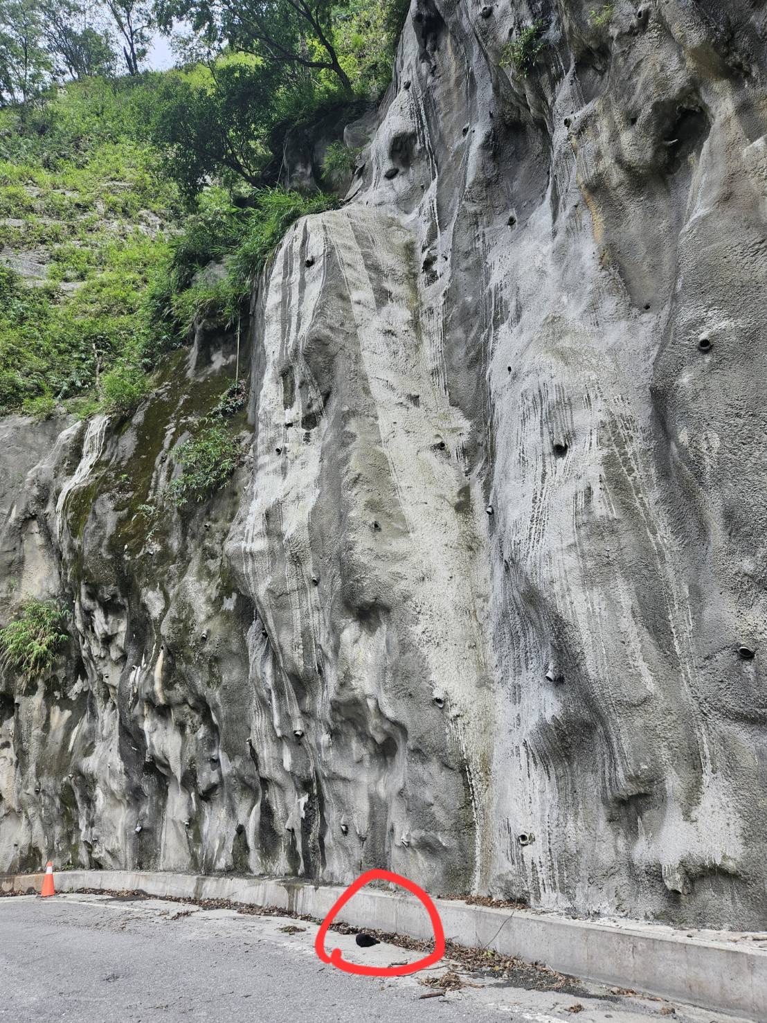 黑熊命喪六口溫泉旁　幼熊疑墜落身亡引發保育關注