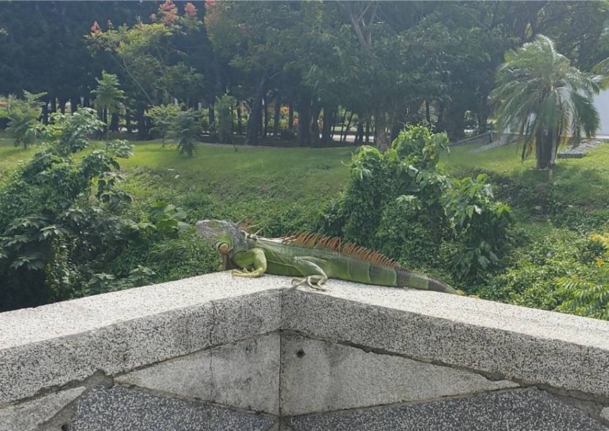 推動綠鬣蜥防治與蜂蛇保育 臺東縣辦理生態保育宣導活動 共同守護臺東自然生態